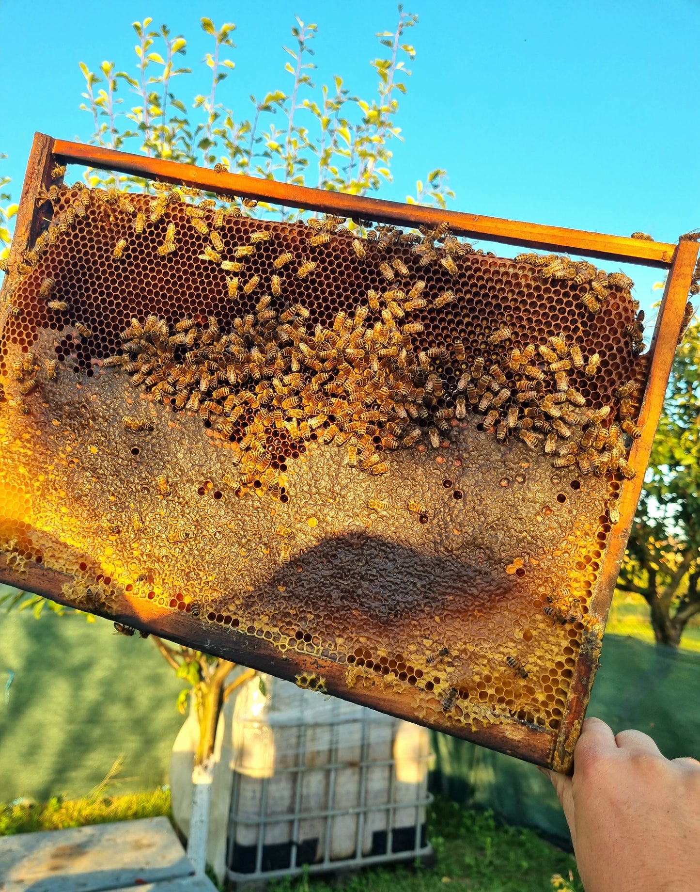 Honey frame with bees