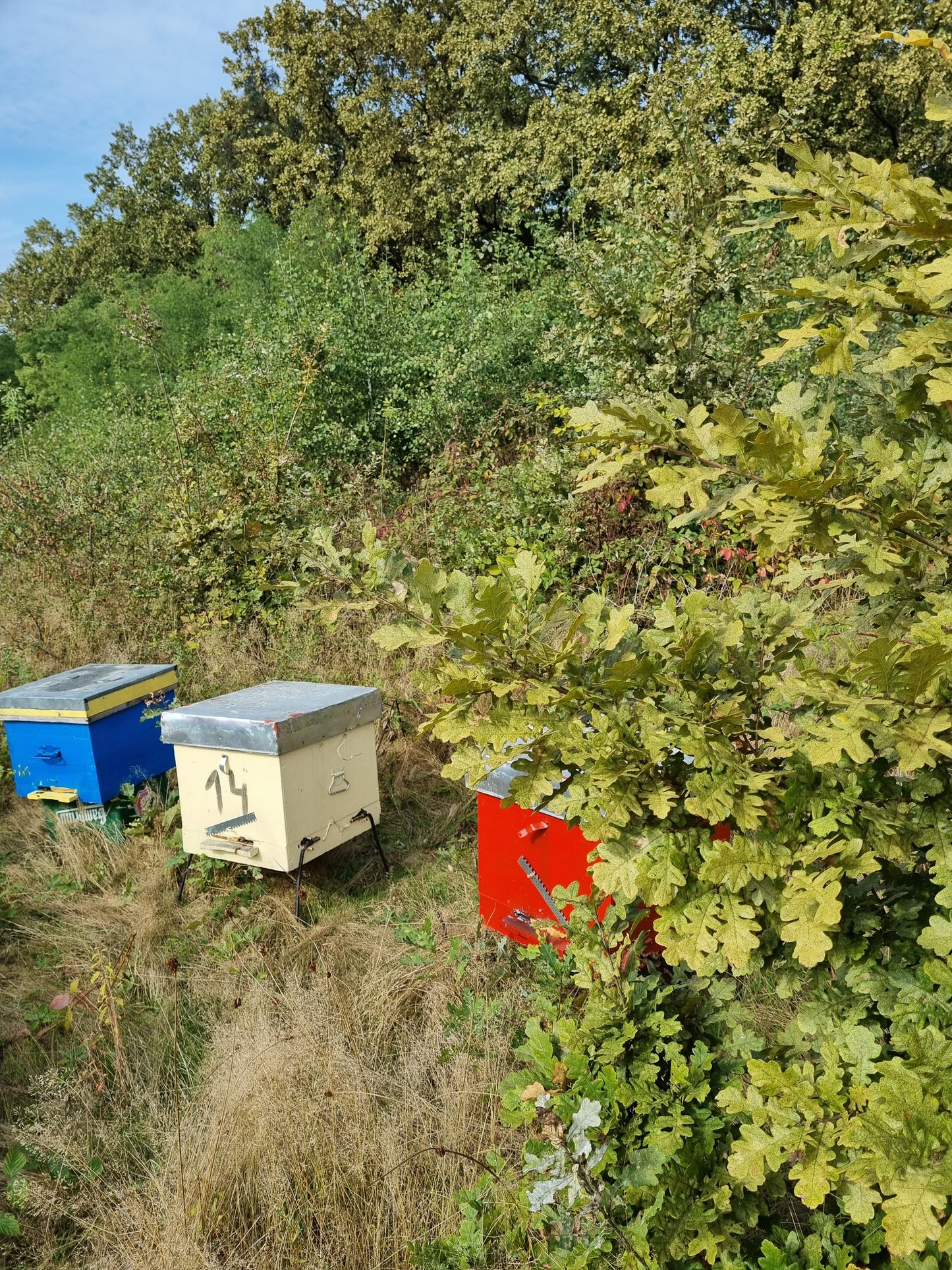 Beehives in forest