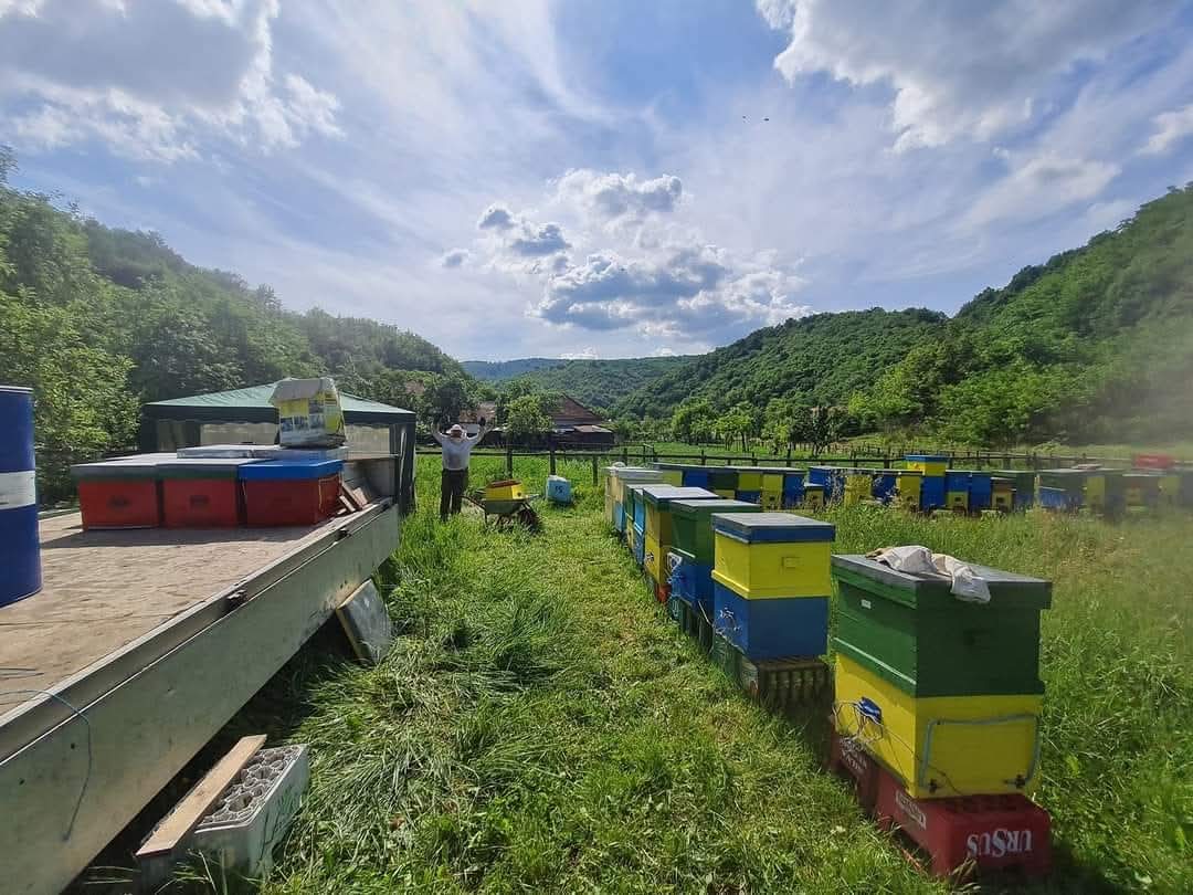 beehives in nature