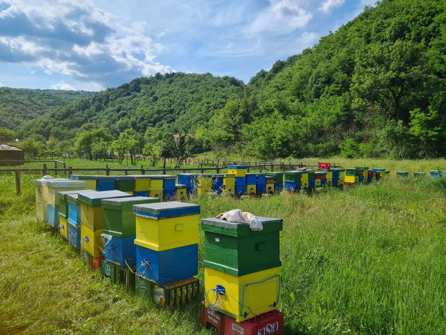 Our beehives in nature