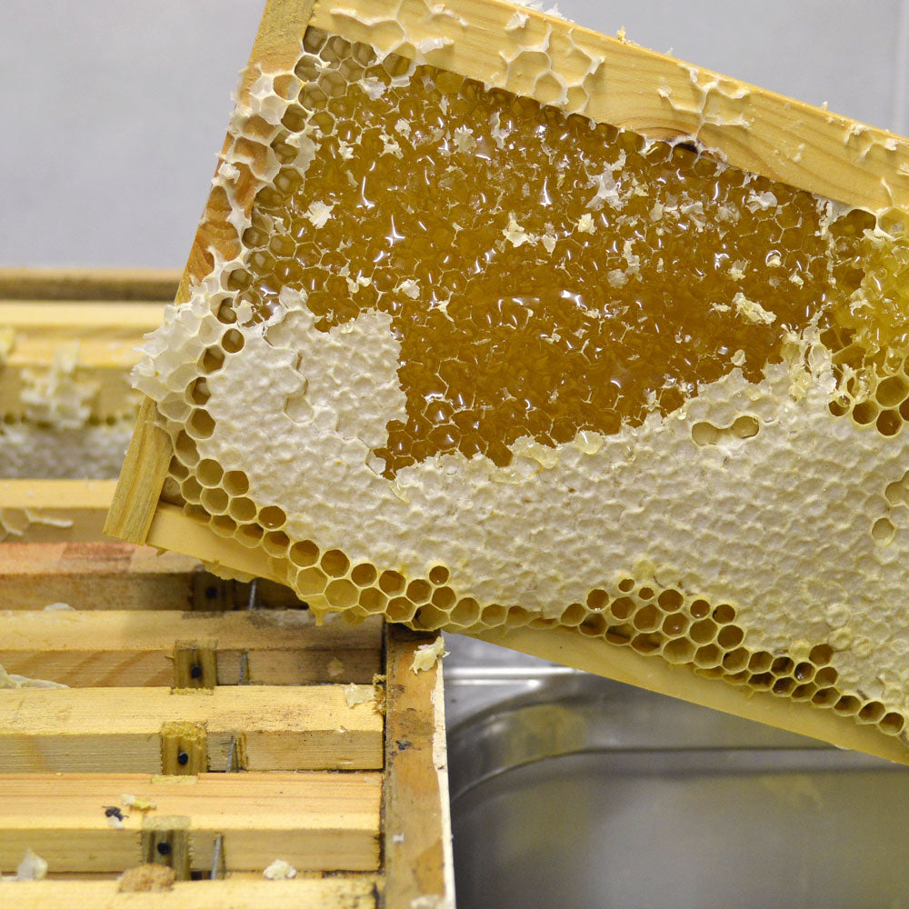 Fresh honeycomb