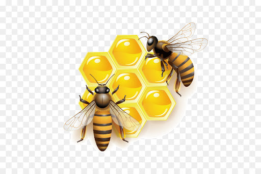 The Life Cycle of a Honey Bee: From Egg to Forager