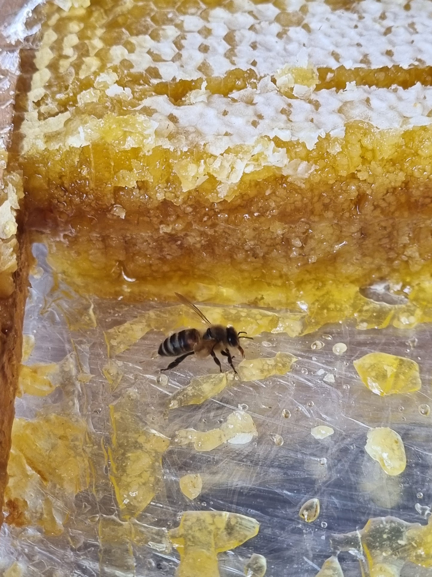 100% Organic Polyfloral Honey With Honeycomb- 260/530g