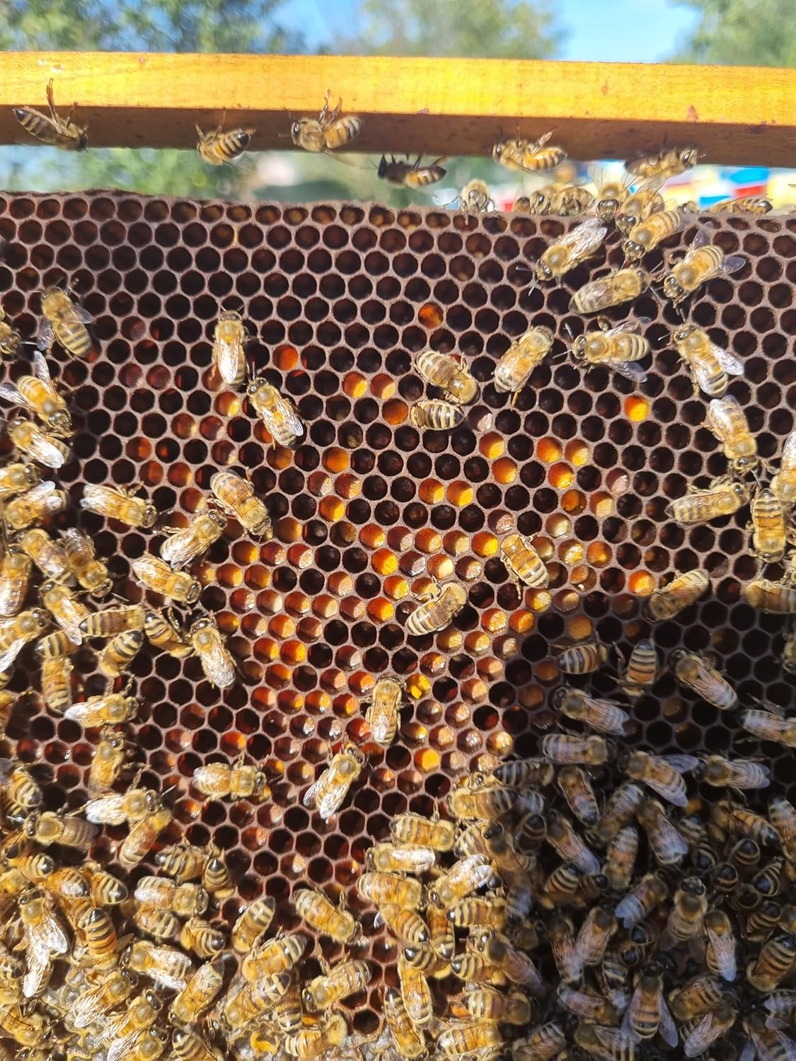 natural bee bread in beehive