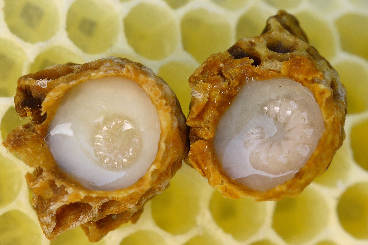 Organic Royal Jelly 