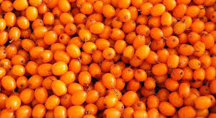 Close-up of a pile of bright seabuckthorn berries