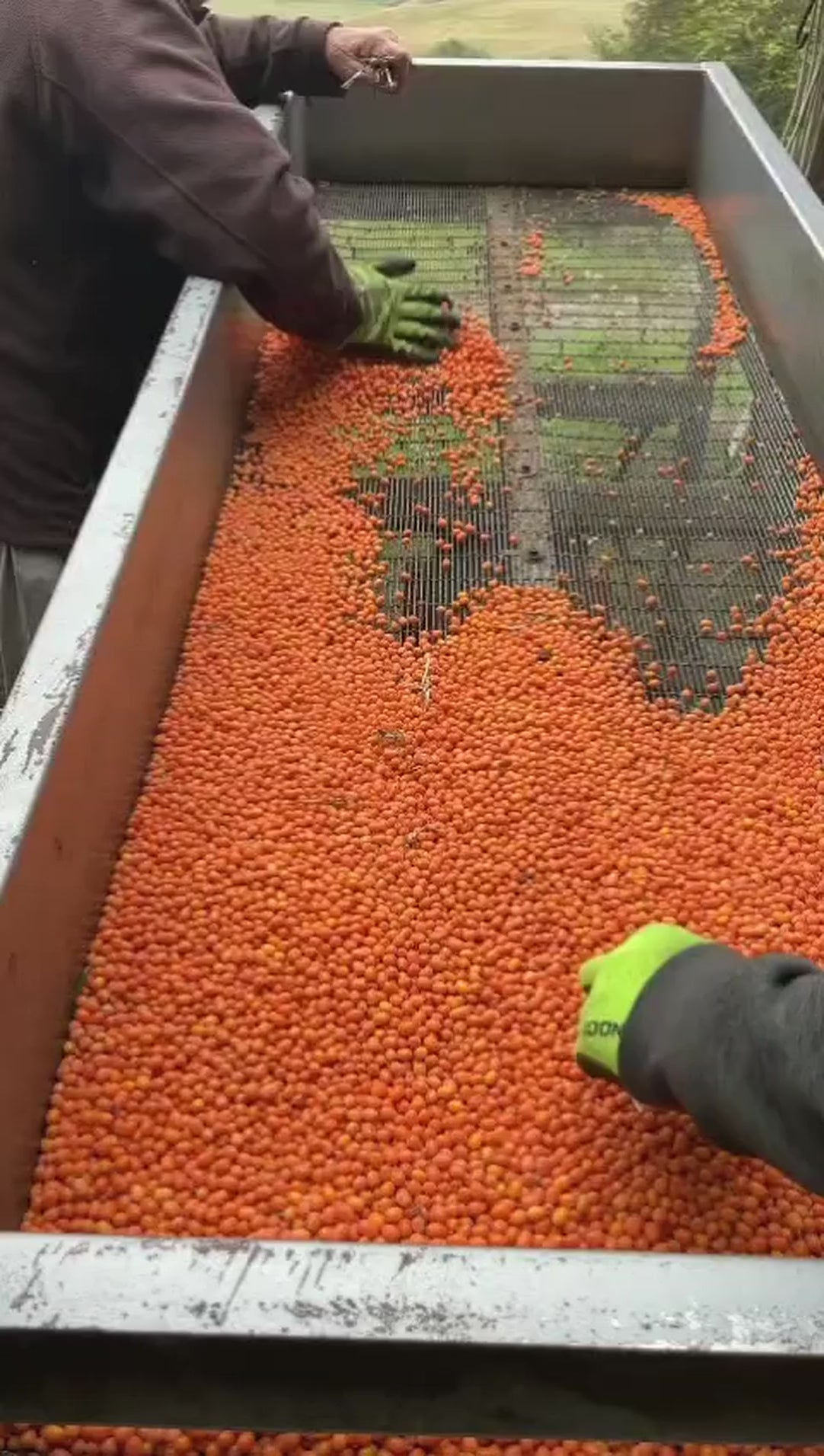 See our fresh sea buckthorn berries being harvested directly from the branches.