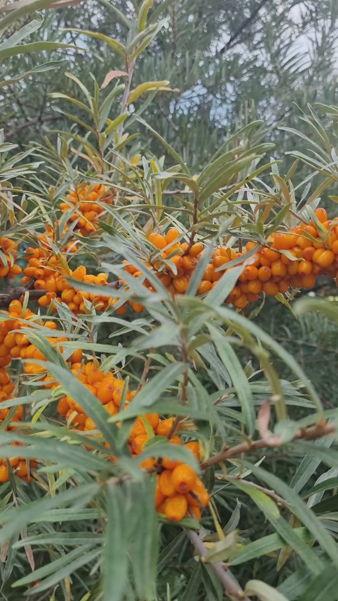 Sea buckthorn trees naturally growing with ripe orange berries