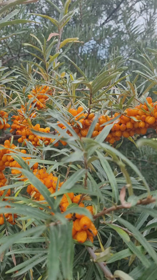 Sea buckthorn trees naturally growing with ripe orange berries