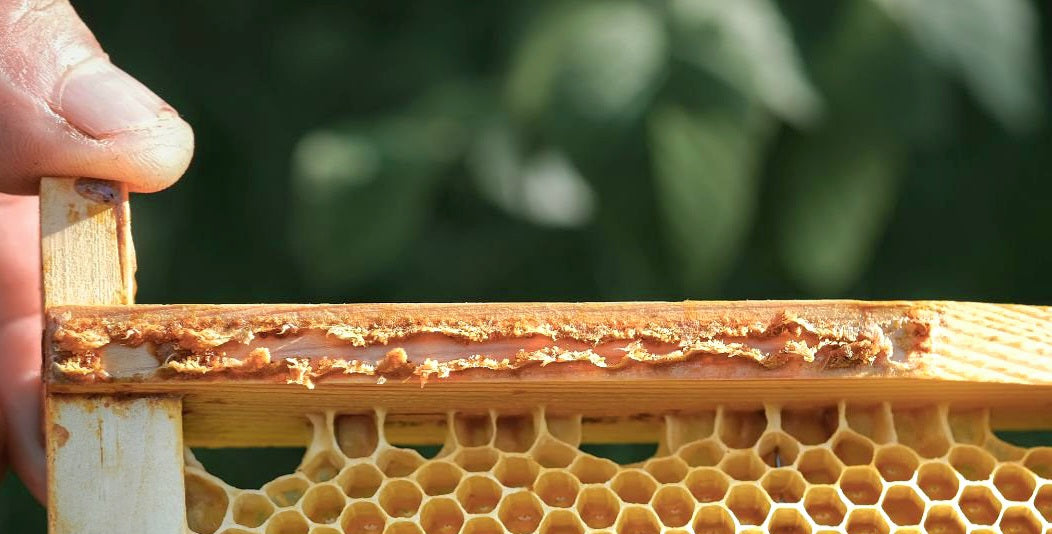 Propolis Spray 50% Strength | Raw Bee Propolis Spray | The Nature Queen