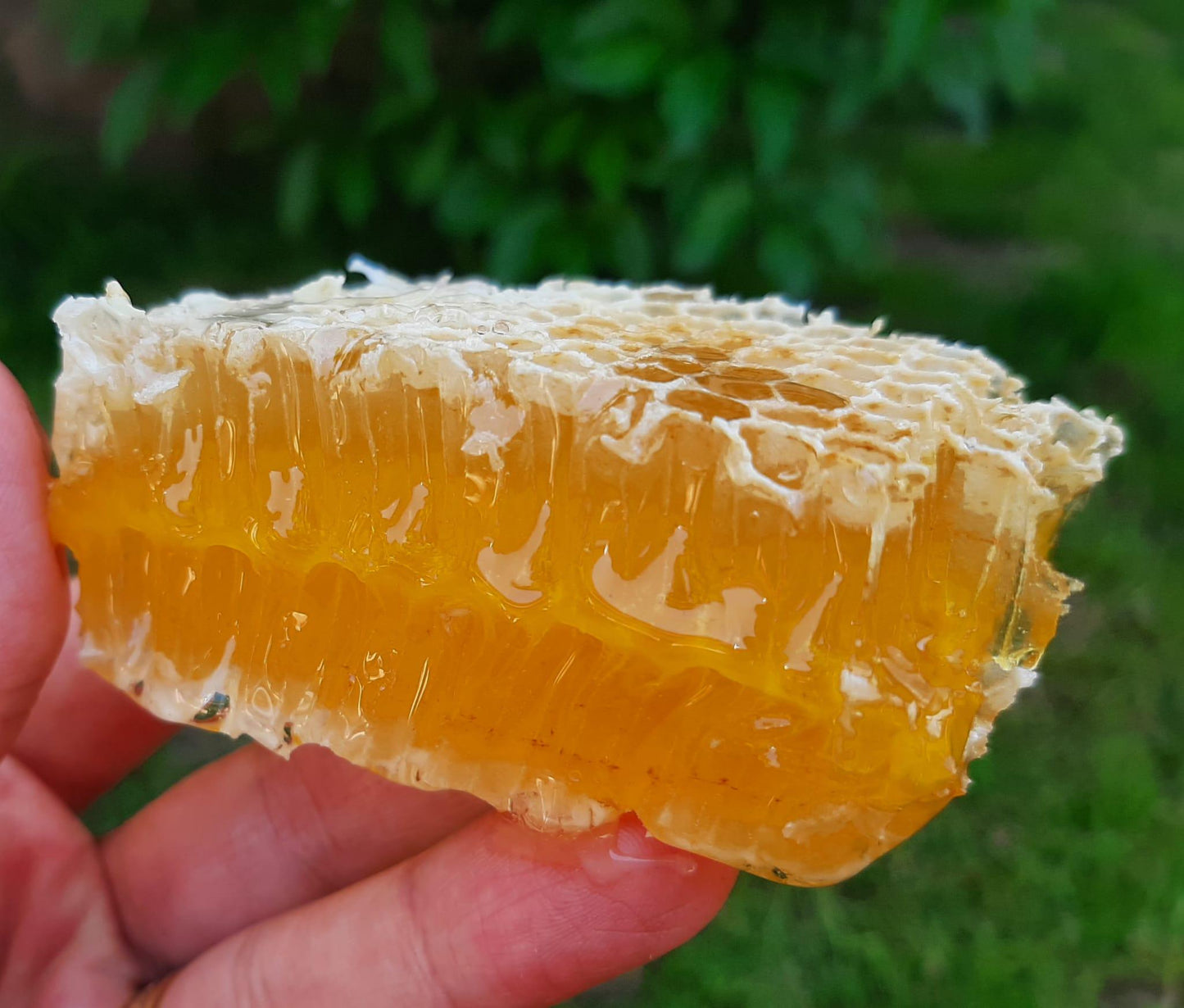 Piece of raw organic honeycomb held in hand showing natural beeswax cells