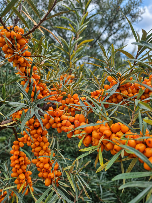 Ripe orange sea buckthorn berries growing naturally on the tree