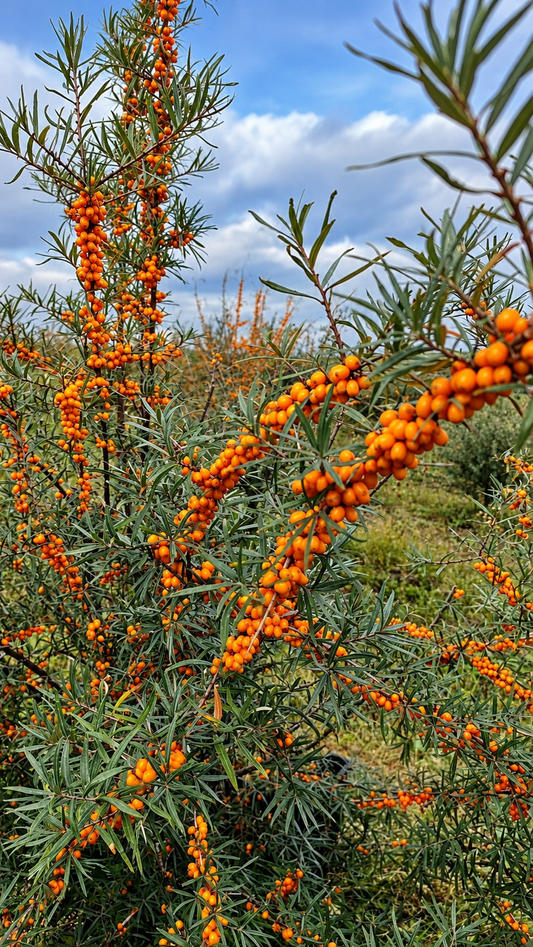 Fresh sea buckthorn berries growing naturally on the tree