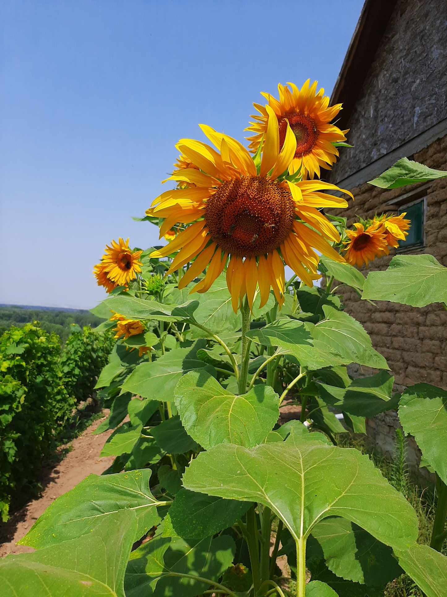 Sunflower organic honey